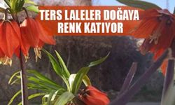 Ters laleler doğaya renk katıyor