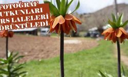 Fotoğraf tutkunları ters laleleri görüntüledi