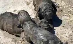 Yavru köpeklere beton atık suyu katliamı
