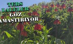 Ters laleler göz kamaştırıyor