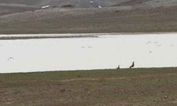 Yazın kuruyan Akgöl, yağışlarla yeniden hayat buldu