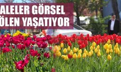 Laleler görsel şölen yaşatıyor