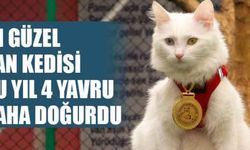 En güzel Van kedisi bu yıl 4 yavru daha doğurdu