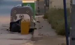 Fareler caddeleri bastı!