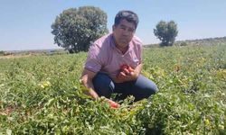 Kilosu 10 liradan satılıyor!