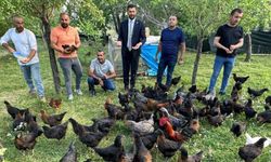  Hakkari’de civciv kuş çıkarmadı tavuk çıkardı