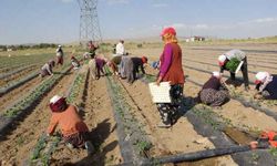 Van'da mevsimlik işçilerin ekmek mücadelesi