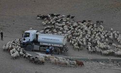 Van’da su sorunu bitmezken koyun sürülerine tankerle su taşındı