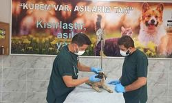 Yavru köpeğin kafasına demir çubukla vurup öldürmeye çalışan zanlı serbest bırakıldı!