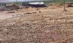 Bitlis'te sürü halinde görüldüler!