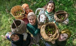 Van'dan ülkenin 4 bir yanına ceviz gönderiyorlar!