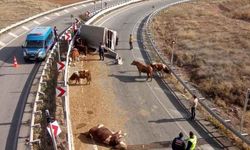 Büyükbaş hayvan yüklü araç yan yattı