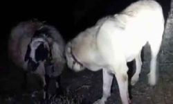 Kangal çoban köpeğinin koyunlara yaptıkları hayrete düşürdü!