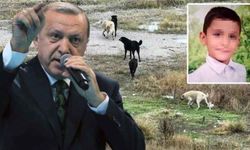 Cumhurbaşkanı Erdoğan mesajını verdi: Başıboş köpekler toplatılacak!