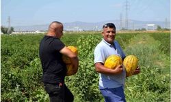 Toptancının verdiği fiyata kızıp 600 ton ürünü bedava dağıttılar