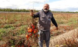 Van’da Dondurucu Soğuklar Tarımı Vurdu: Tonlarca Sebze Tarlada Dondu