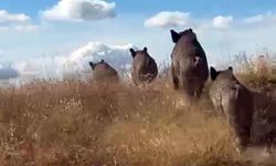 Ahlat'ta Domuz Sürüsü Taziye Ziyaretine Gidenleri Şaşırttı