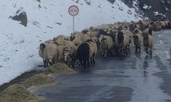 Van'da hayvancılığın zorlu mesaisi başladı