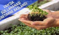 Van’da süs lahanası üretimine başlandı