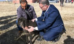 Van’da Koyunculuk Projesi Devam Ediyor