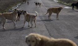 Hakkâri'de yaşanan köpek saldırısı sonrası Valilik açıklamada bulundu!