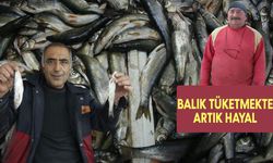 İnci Kefali (Van Balığı) Fiyatları Arttı: Kilo Başına yüzde 100 Zam!