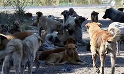 Piknik Yapan Aileye Köpek Saldırdı! 1 Çocuk Yaralandı!