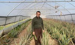 Derecik'in aloe vera üreticisi pazarlama sıkıntısı yaşıyor