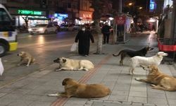 Sokak Köpeklerinin Saldırısına Uğrayan 3 Kişi Yaralandı!