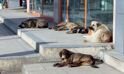 Van valiliğine genelge gönderildi sahipsiz köpekler toplatılacak!