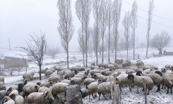 Muradiye’de Kar Yağışı Besicilere Zor Anlar Yaşattı!