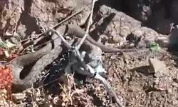 Van’da Zehirli Radde Engereği İlk Kez Görüntülendi