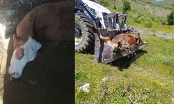 Van’dan Getirdiği Süt İneği Telef Oldu, Hakkarili Anne Yardım Bekliyor