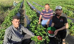 Hormonsuz organik çilek hasadı başladı