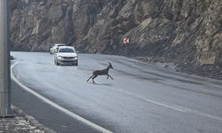 Dağ keçileri kara yoluna indi