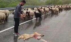 Van’da Trafik Kazası: Kamyonet Sürünün İçine Daldı, Koyunlar Telef Oldu