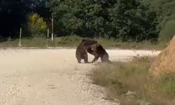 Yol Ortasında Güreşen Ayılar Uçurumdan Yuvarlandı