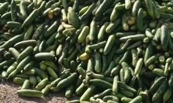 Salatalıkları sokağa attılar