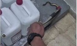 Hastaneye giren yılan korku saldı