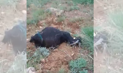 Sürünün Üzerine Yıldırım Düştü: Çoban Yaralandı, Koyunlar Telef Oldu