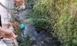 Hakkari'de evin damında fark edilen yılanlar panik anlara neden oldu