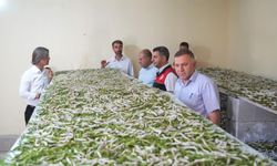 “Böcekle mi Uğraşacaksın?” Dediler, Binlerce Lira Kazandı