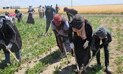 Kavurucu sıcakta ekmek mücadelesi