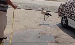 Leylek aşırı sıcaklığa dayanamadı