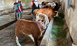 Kars’ta Hayvan Sağlığı İçin Seferberlik