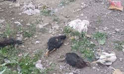 Aç kalan köpekler kümeslere dadandı!