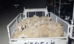 Hayvan hırsızları kaçamadan yakalandı