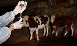 Hakkari'de şap hastalığına karşı tedbirler sürüyor