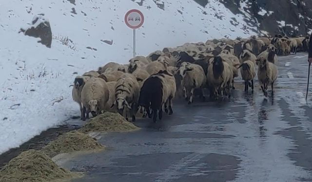 Van'da hayvancılığın zorlu mesaisi başladı