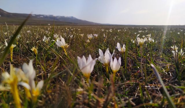 Van’da Kardelenler Çiçek Açtı: Baharın İlk Müjdecisi
